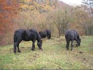 Evasion équine chevaux de Mérens et Castillonnais