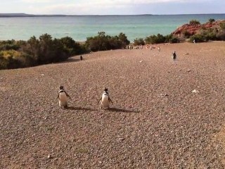 parce qu ils sont trop mignons