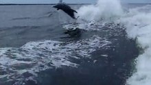 海豚