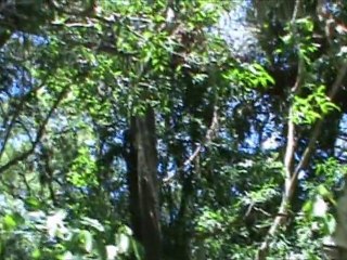 Parc aux oiseaux Iguazu Brésil