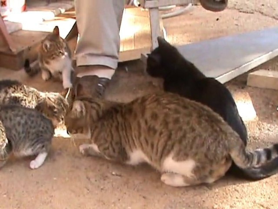 Yerli Hayvanlarımızdan Bir Demet domestic animals
