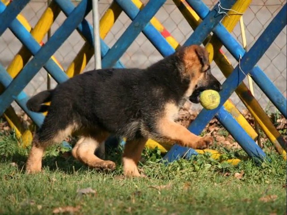 chiots andré