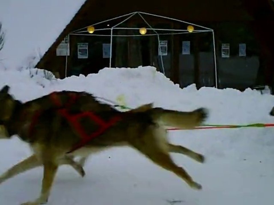 fête du chien de traîneau