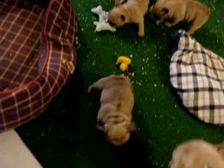 Furie joue avec Elfée 38 jours