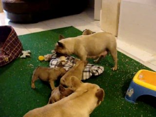 Ateliers ludiques 38 jours...