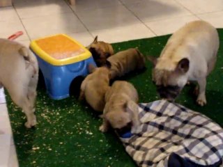 Ferguson et sa balle 38 jours