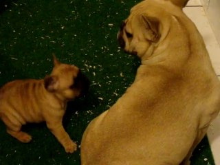 Fiona, le démon du soir 38 jours