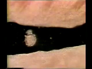 İnsanın Muhteşem Yaratılışı