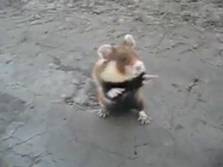 Hamster Ninja
