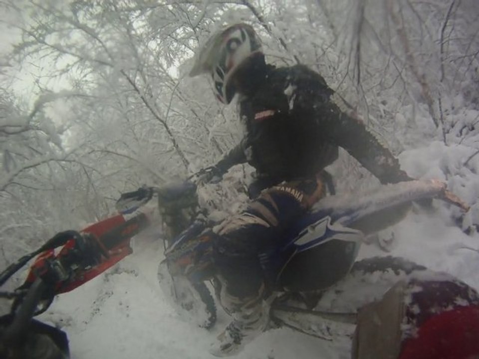 section de foret