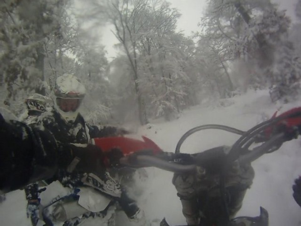 Foret sous la neige