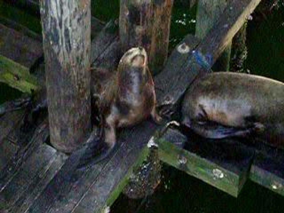 Sealion2