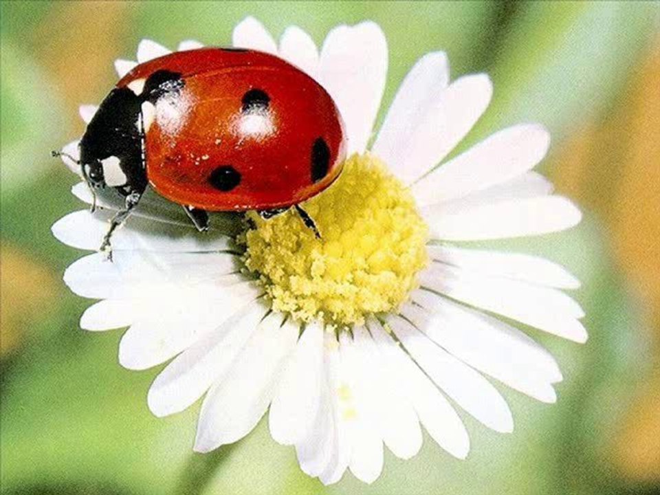 ben öldükten sonra WWW.SESLIAYNES.COM SESLICHAT