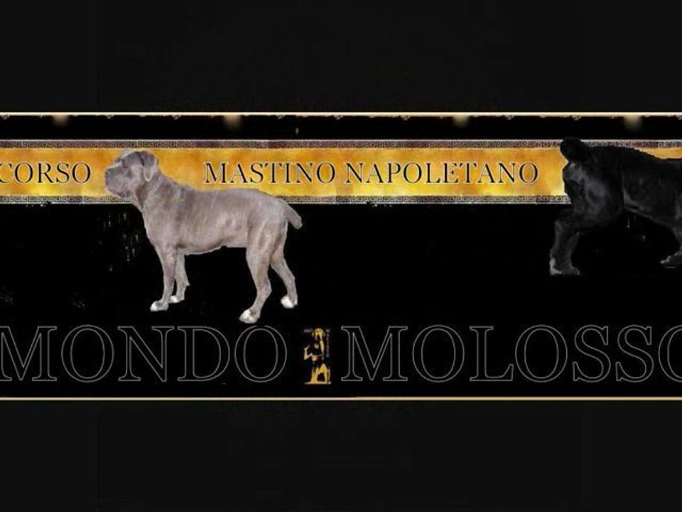 totta & maciste...cane corso e mastino napoletano