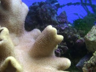 Corail mou Sarcophyton en train de se nourrir en aquarium