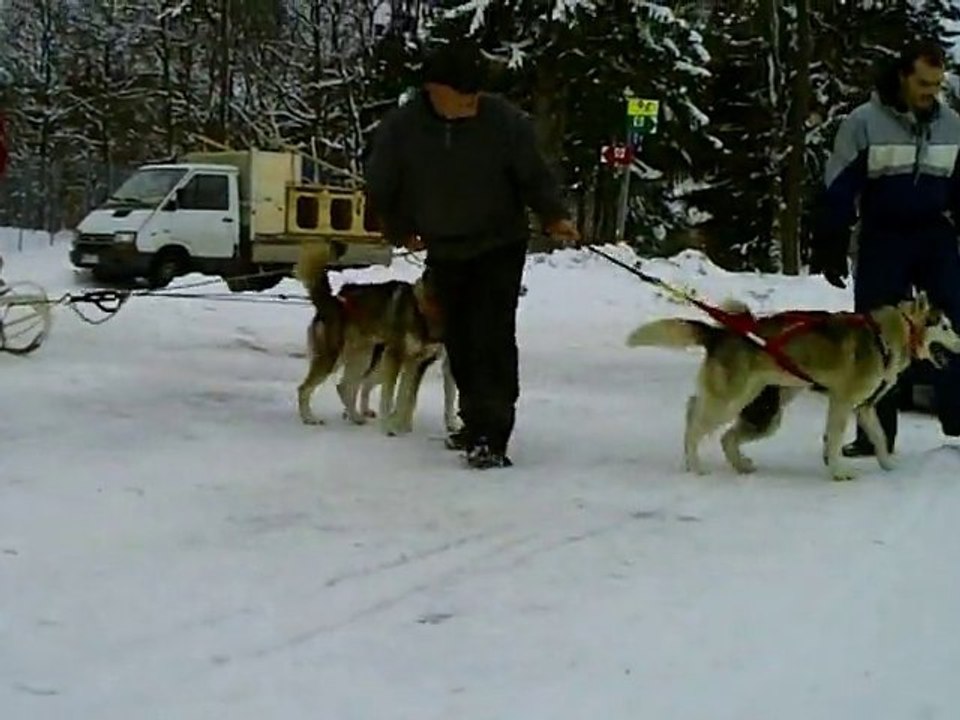 fête du chien de traineau st stier