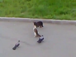 Battles Cats avec Arbitres-Supporters