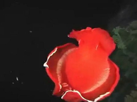 La Danseuse Espagnole - Une Poissonne La Spanish Dancer