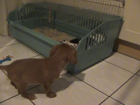 FOX-FCKC2 mois rencontre lapine naine bélier + grosse q lui