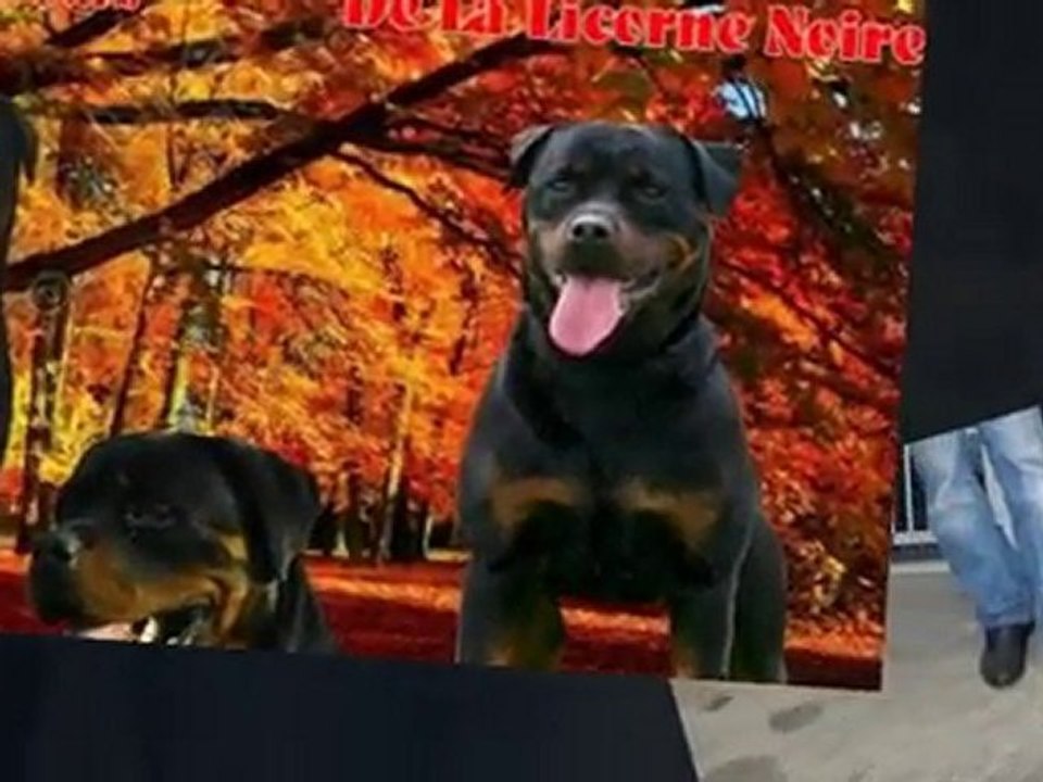 of krie gerische schawarz   rottweiler