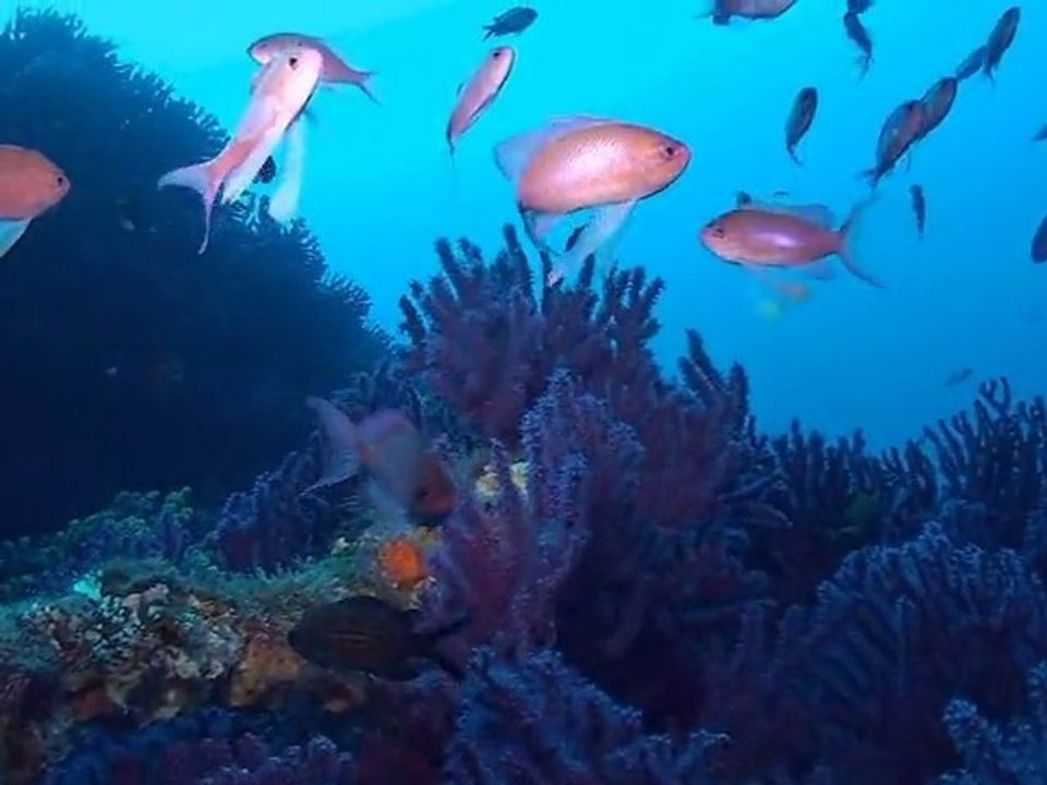 Déclic Bleu Méditerranée sur le DONATOR