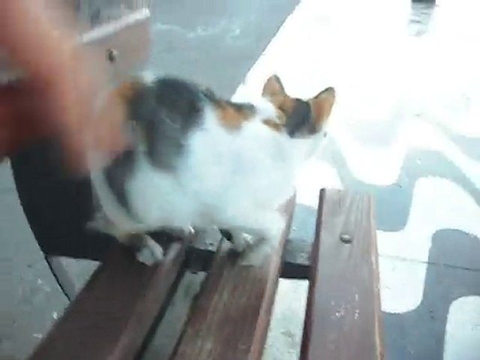 izmir kordon kedi      07 aralık 2010