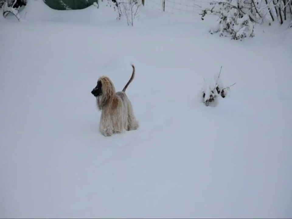 Duri (afghanischer Windhund) spielt im Schnee