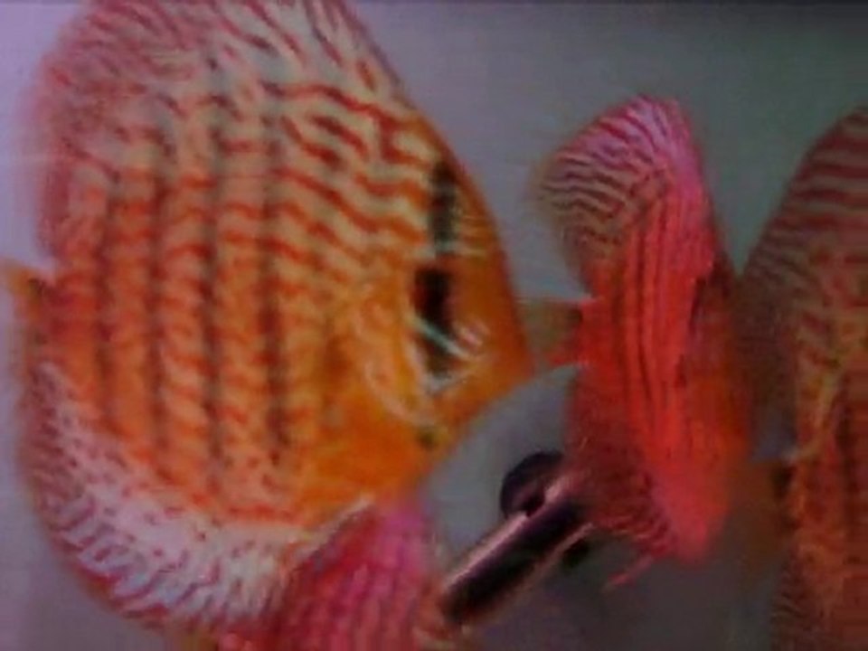 Leopard Discus  2011