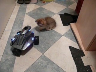 Chaton Persan de 2 mois et demi vs Robot WowWee