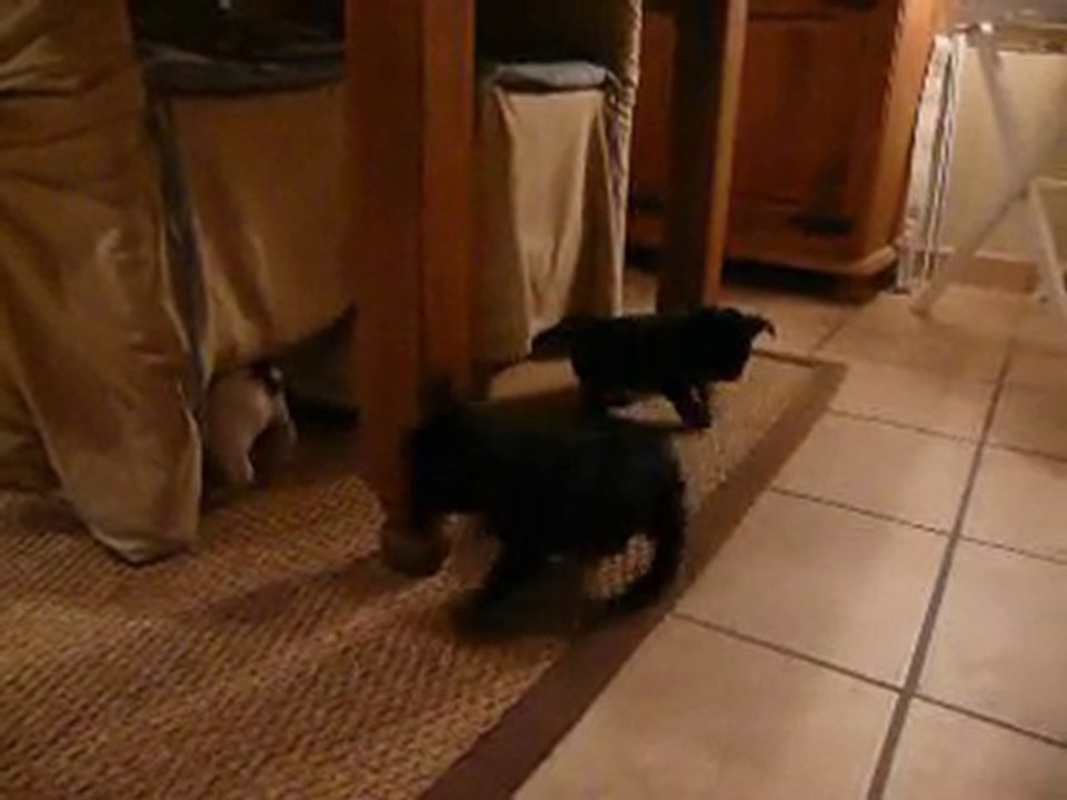 jeux des chiots 11 dec 025