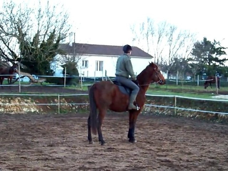 TIKI monté sellé + filet