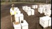 Le mystère de la disparition des abeilles (4)