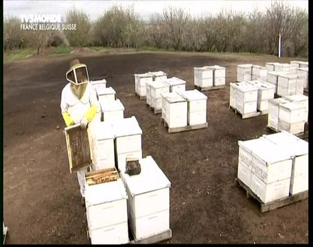 Le mystère de la disparition des abeilles (4)