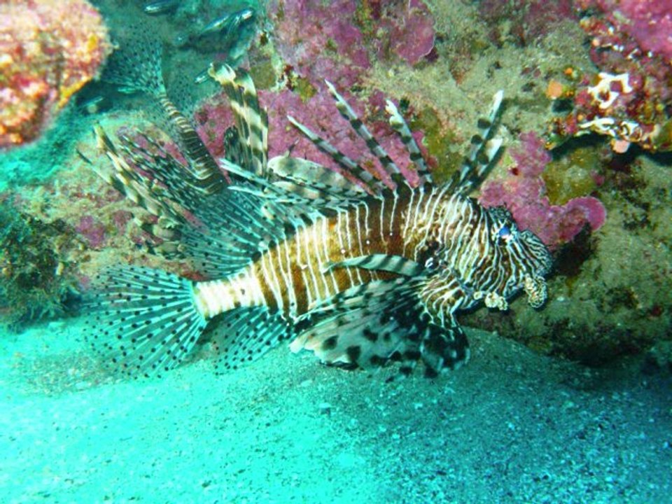 LES PETITS POISSONS DANS L'EAU