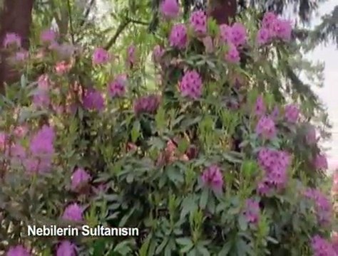 ilahi * Nebilerin sultanısın şefaat ya resulallah *