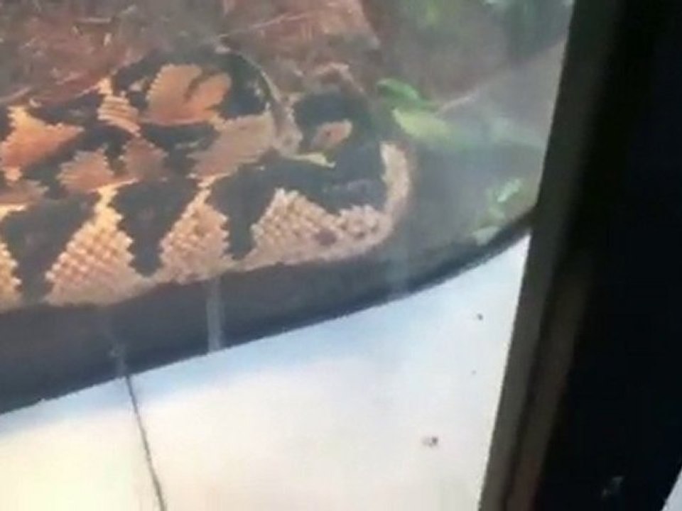 Knoxville Zoo