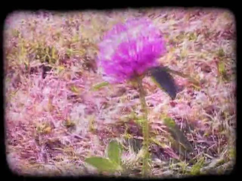 Fleur