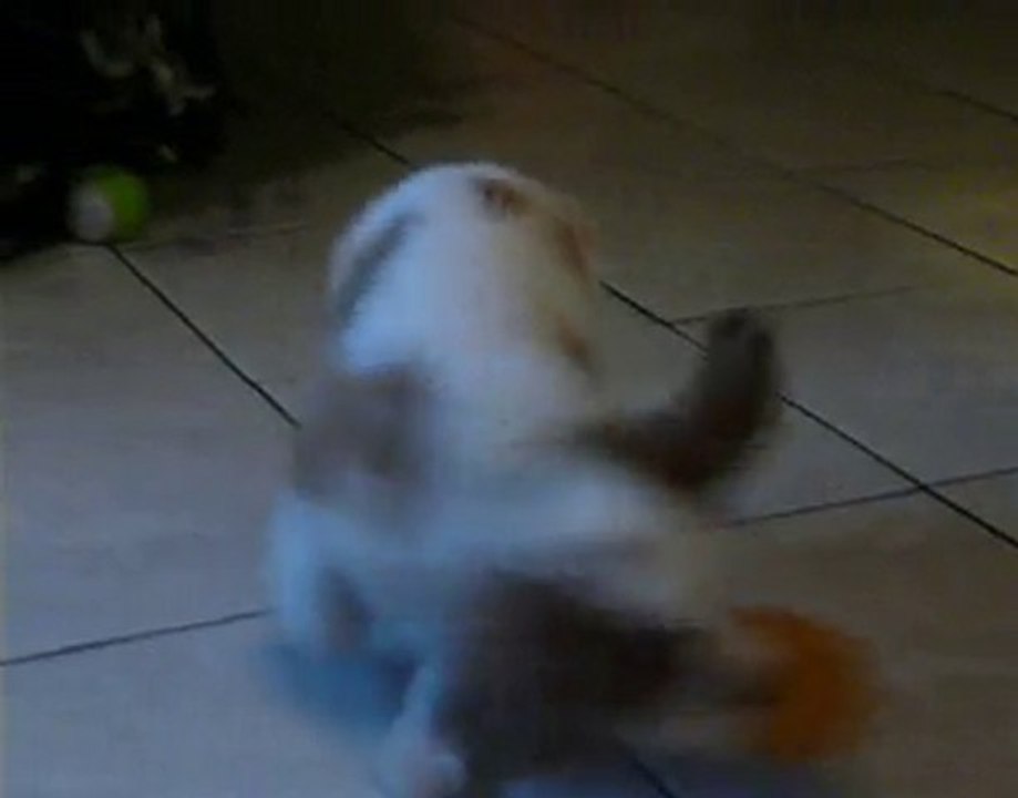 Fidji joue