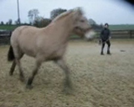 11 12 2010 maline longe galop