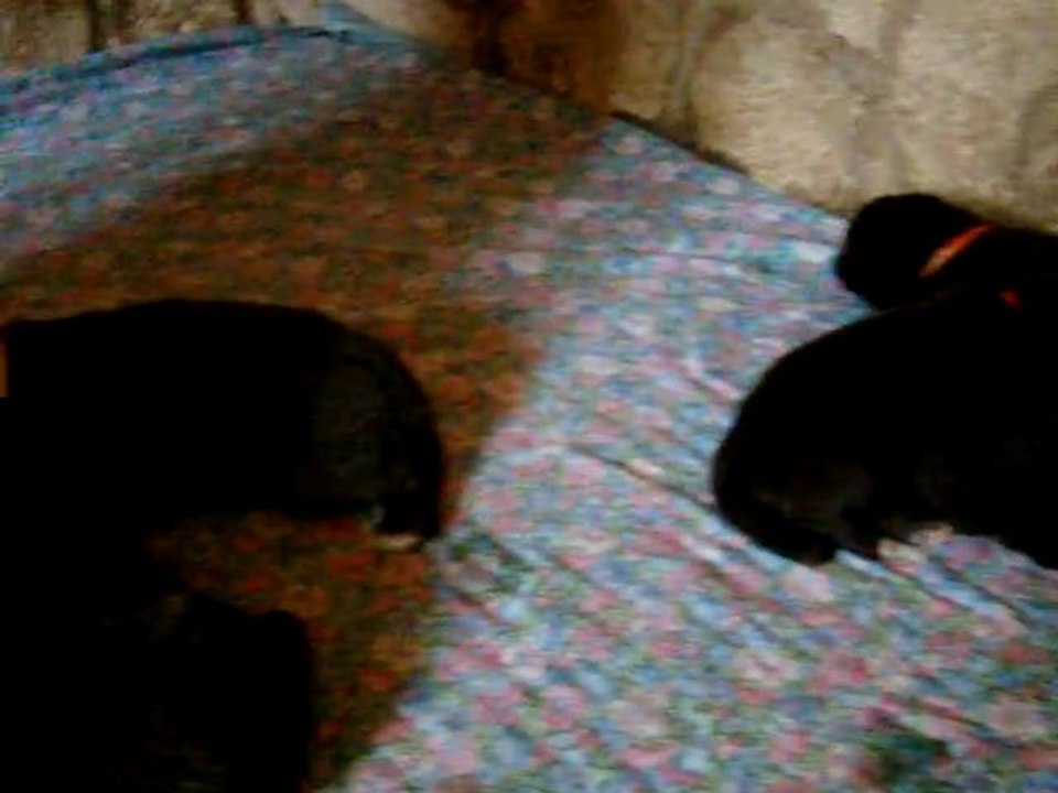 chiots BONNY terre neuve de l'élevage de VALOYAN 12/12/2010