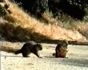 Funny advertisement of insurance by Geico Direct