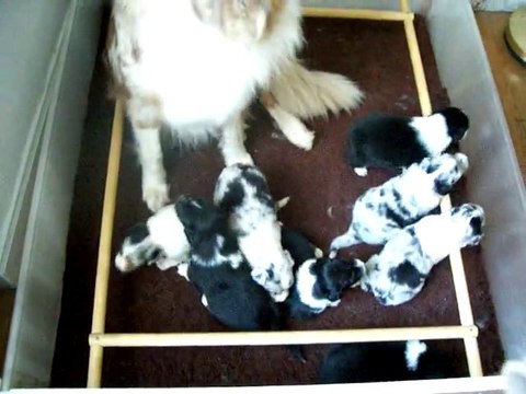 chiots berger australien