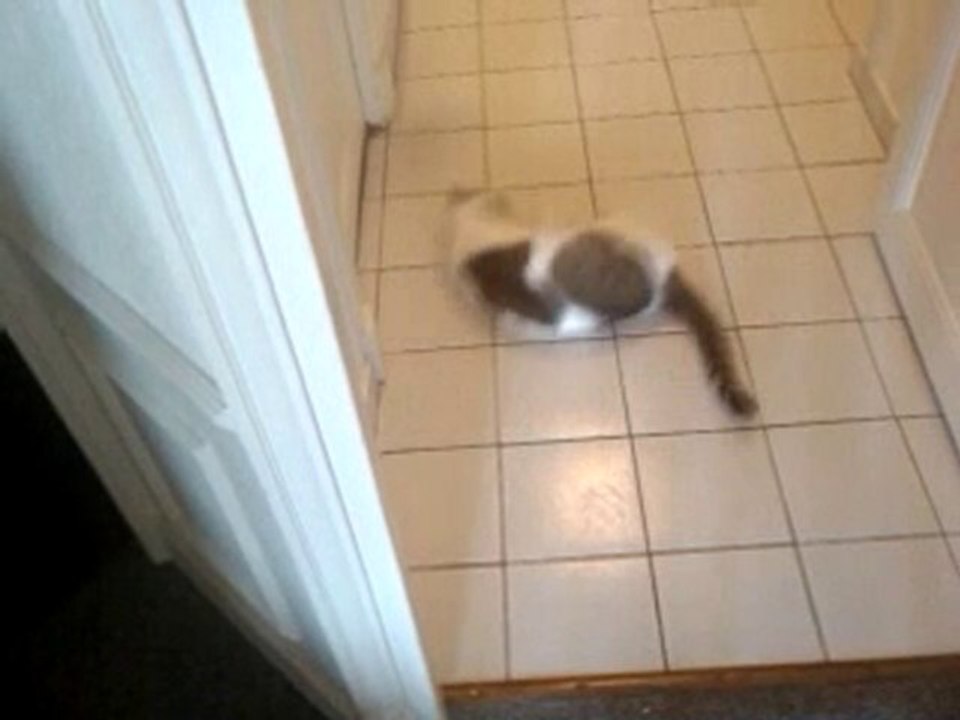 Luffy crazy cat