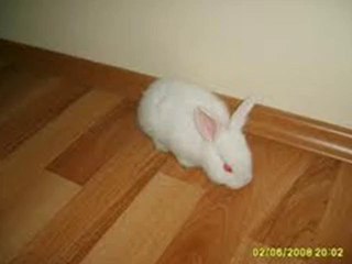 bariş ve ayşenur kedreşler tavşan