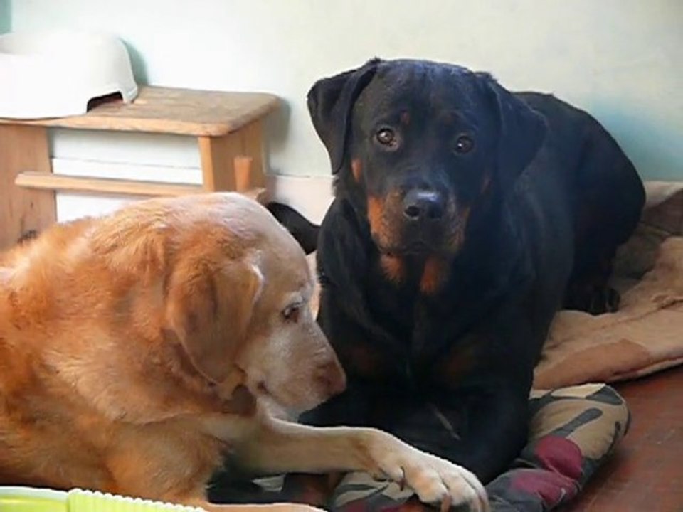 cayenne et ulina