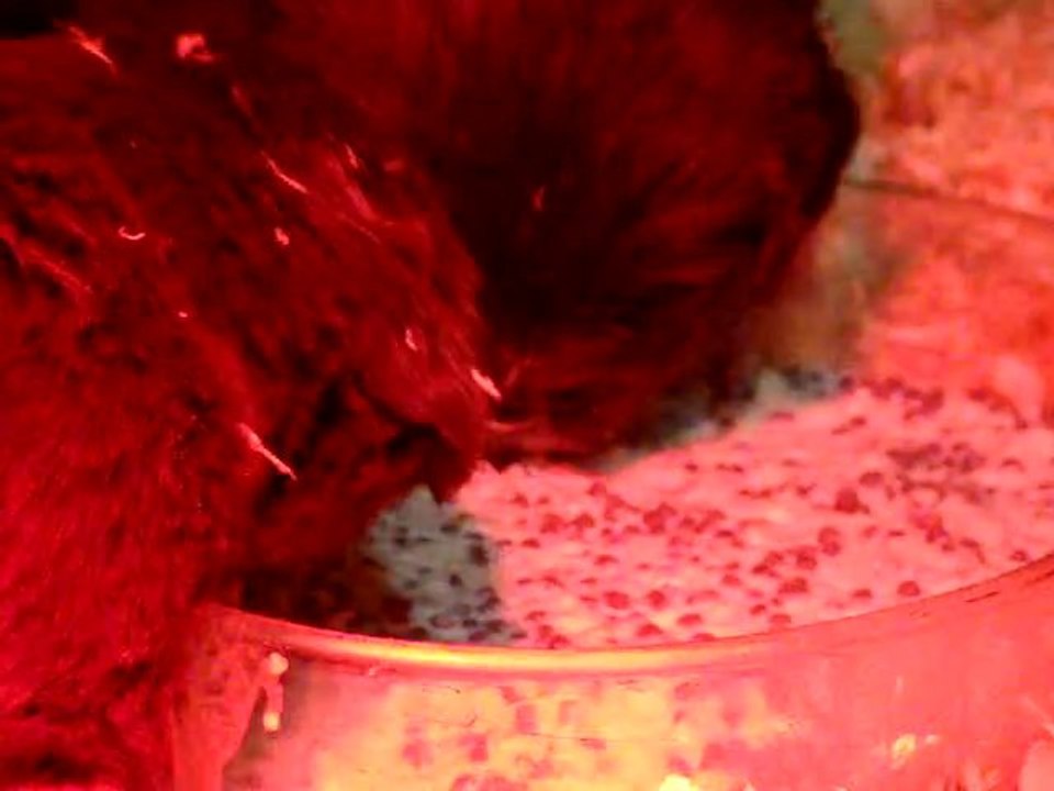 chiots dixie terre neuve marron de VALOYAN 12/12/2010