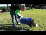 The Woofer on a Border Collie with a frisbee