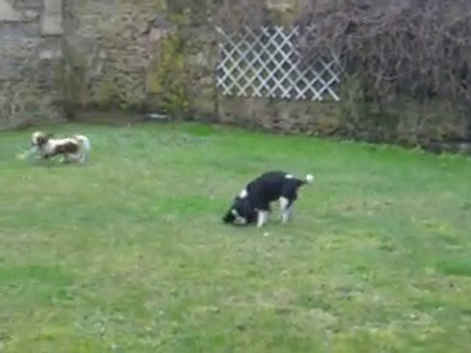 les fifilles qui jouent