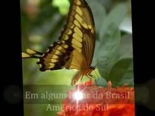 2010 as Borboletas do Caju