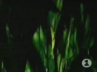 Dinosaur jr - start choppin